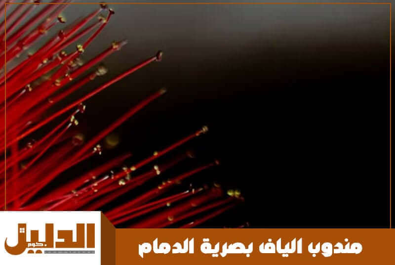 مندوب الياف بصرية الدمام الاكثر طلبا عام 2026